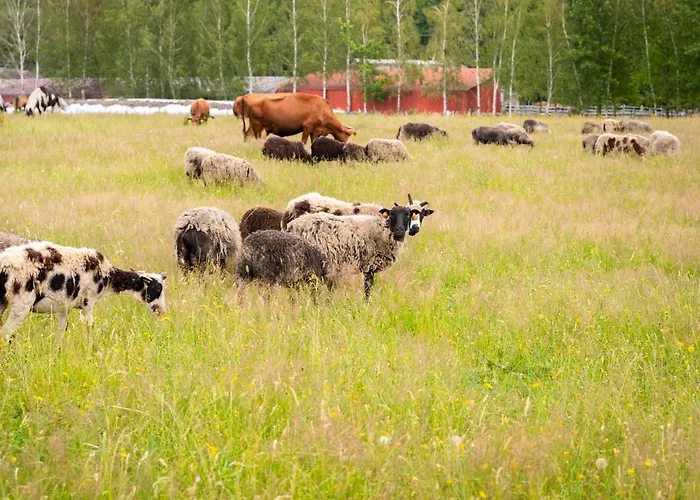 Stara Izba Samotnia Blisko Natury * Aleksandria (Silesia)
